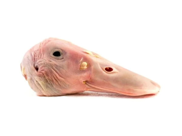 Kačacie hlavy 1 kg