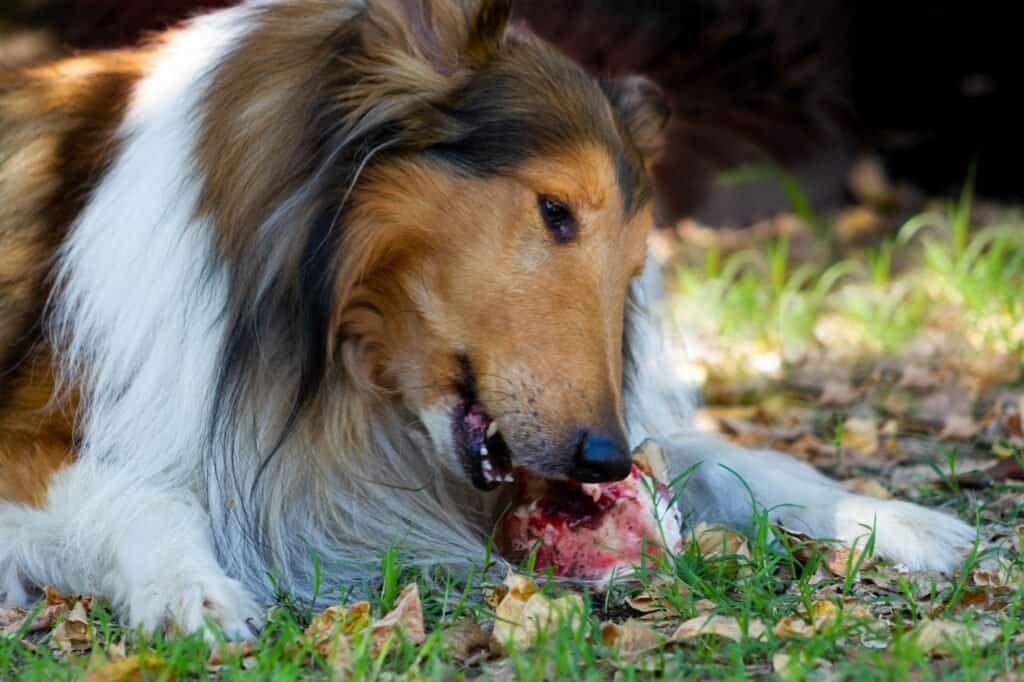 rough collie eating a big bone with raw meat