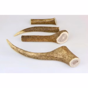 Jelení paroh 15-18cm